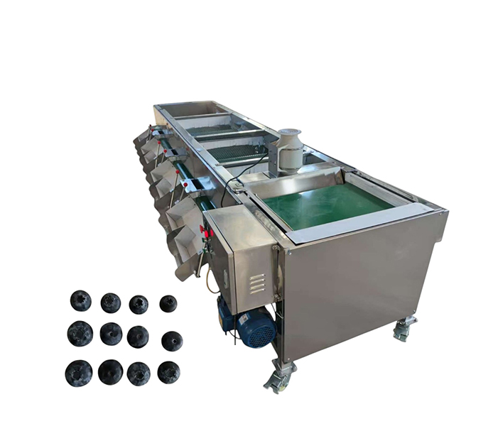 Blueberry sorting machine