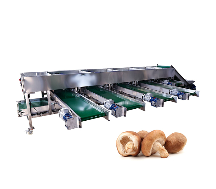 Hole Belt Type Mushroom Size Grading Machine